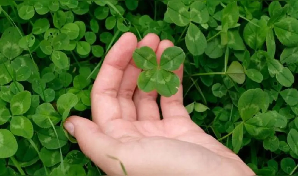 El trébol es una planta que se asocia con la buena fortuna. Foto: treboldelasuerte