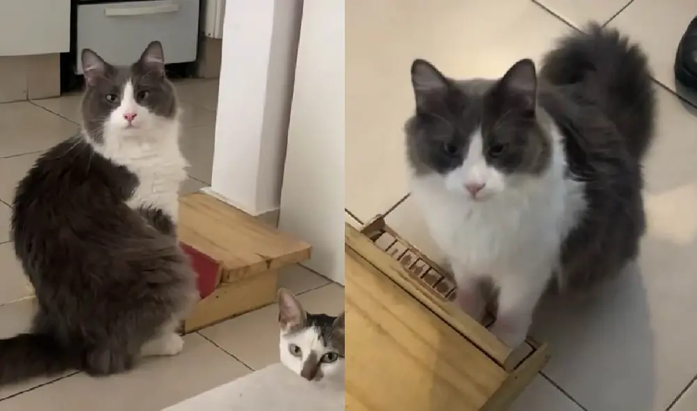 El gatito sorprendió a los usuarios con su talento al tocar el piano. Foto: captura de TikTok