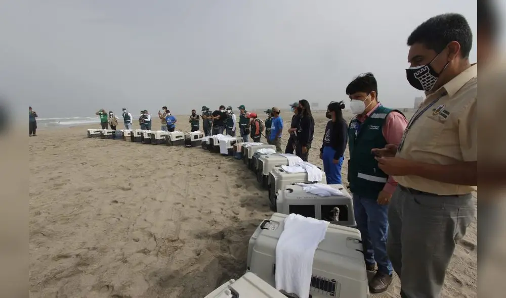 Hasta el momento, cerca de 300 aves afectadas por el derrame de petróleo. Foto: MML Hasta el momento, cerca de 300 aves afectadas por el derrame de petróleo. Foto: MML