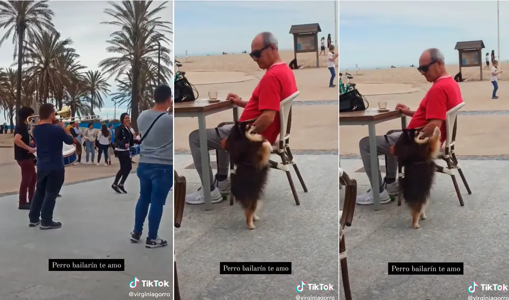 El perrito no resistió el pegajoso ritmo que se paró sobre sus patas traseras y se puso a bailar. Foto: captura de TikTok El perrito no resistió el pegajoso ritmo que se paró sobre sus patas traseras y se puso a bailar. Foto: captura de TikTok
