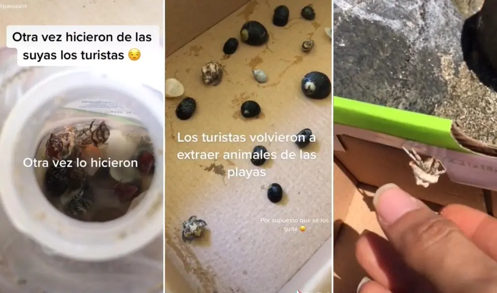La usuaria @pauuuov compartió a través de las redes el rescate de varias especie marinas. Foto: captura de TikTok