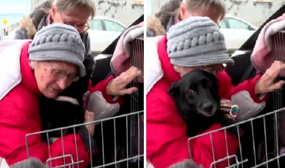 A consecuencia de la invasión rusa a su país, la anciana tuvo que separarse de su ‘amiga de cuatro patas’ para buscar refugio en Irlanda. Foto: captura de YouTube