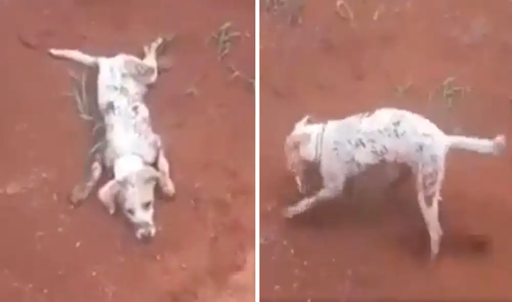 Un joven pensó que el animal había sido atropellado al verlo tirado; sin embargo, todo formaba parte de una actuación. Foto: captura de Facebook