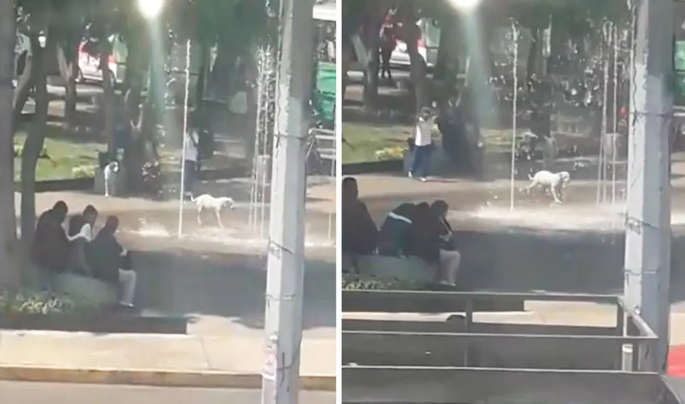 Un vecino grabó el preciso momento en que el perro saltó de un lado a otro en compañía de su ‘nuevo amigo’ para divertirse con el agua. Foto: captura de Facebook Un vecino grabó el preciso momento en que el perro saltó de un lado a otro en compañía de su ‘nuevo amigo’ para divertirse con el agua. Foto: captura de Facebook