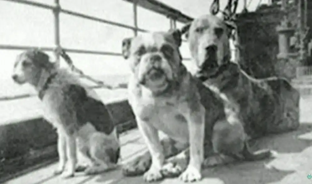 Nueve de los doce perros registrados en el Titanic fallecieron sin poder abordar un bote salvavidas. Foto: captura de YouTube