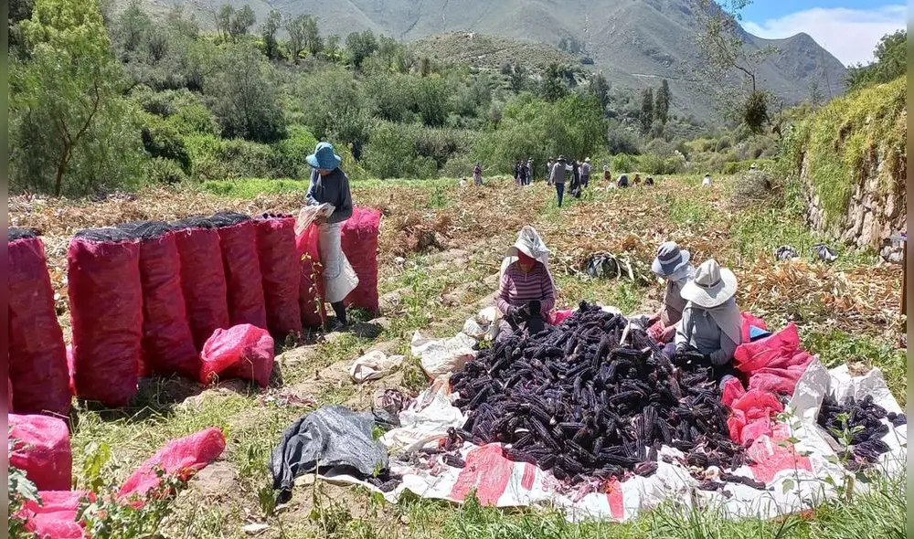 Campaña de cosecha debe concluir en 45 días. Foto: Municipalidad de Yarabamba