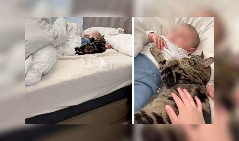 La tierna escena sumó 2,2 millones de ‘me gusta’. Foto: TikTok La tierna escena sumó 2,2 millones de ‘me gusta’. Foto: TikTok