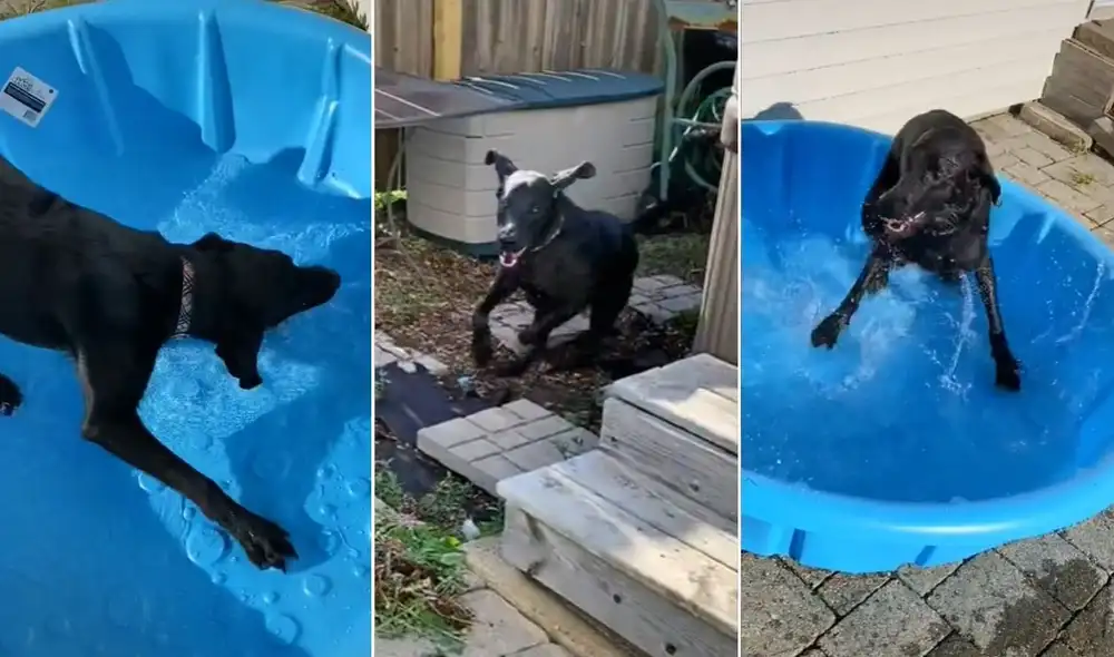 La viral escena compartida en redes logró obtener más de 9,7 millones de reproducciones y 1,9 millones de 'me gusta'. Foto: captura de TikTok