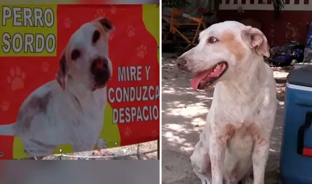 Cerca del edificio de la comisaría se aprecia un cartel con la imagen del perro que pide precaución al momento de circular por la zona. Foto: captura de Facebook