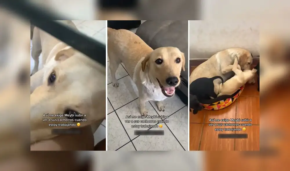 La grabación consiguió 30.100 ‘me gusta’ en la red social. Foto: captura de TikTok La grabación consiguió 30.100 ‘me gusta’ en la red social. Foto: captura de TikTok