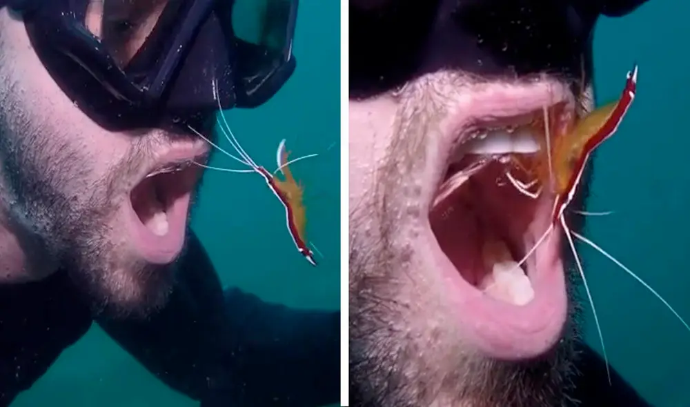 Los camarones limpiadores se llaman así por mordisquear los parásitos y la piel muerta de otros animales que acuden a sus 'estaciones de limpieza' submarinas. Foto: captura de Facebook