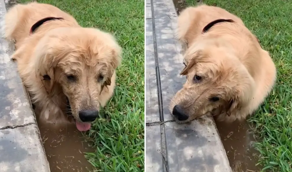 La viral escena publicada por la cuenta @leogoldeando1 logró obtener miles de reproducciones en poco tiempo. Foto: captura de Facebook.