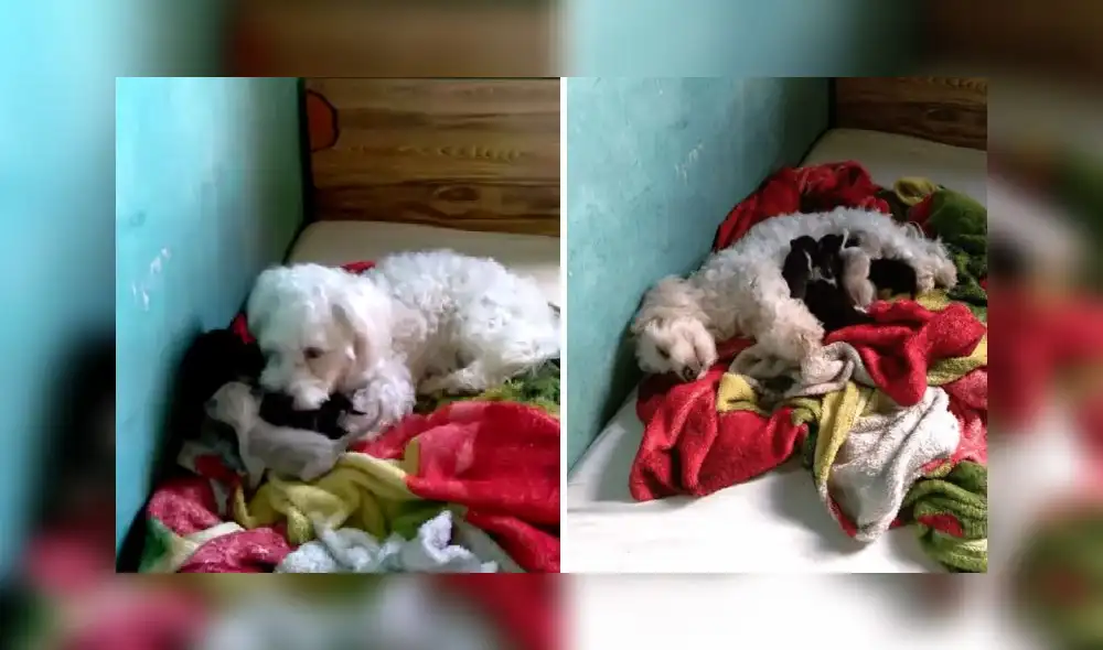 La escena consiguió más de 32.000 'me gusta' en la red social. Foto: A Gazeta La escena consiguió más de 32.000 'me gusta' en la red social. Foto: A Gazeta