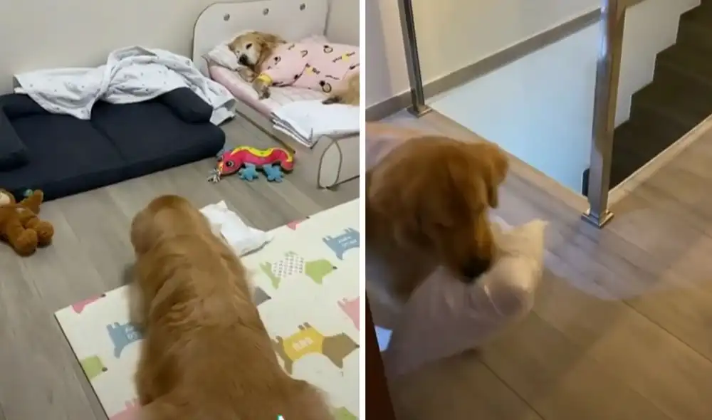 Miles de usuarios no han parado de reír con estas imágenes. Foto: captura de TikTok