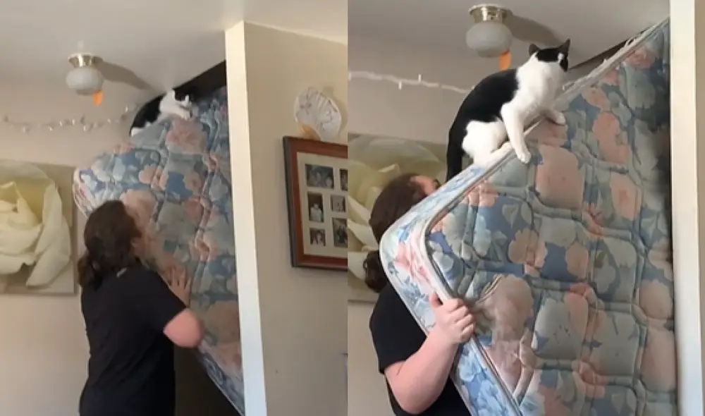 El minino provocó la risa en los usuarios al querer 'indicarle' a su amo a dónde llevar el colchón. Foto: captura de TikTok