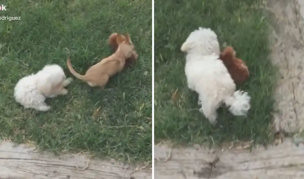 Las divertidas imágenes acumulan más de 2 millones de likes en las redes sociales. Foto: captura de TikTok Las divertidas imágenes acumulan más de 2 millones de likes en las redes sociales. Foto: captura de TikTok