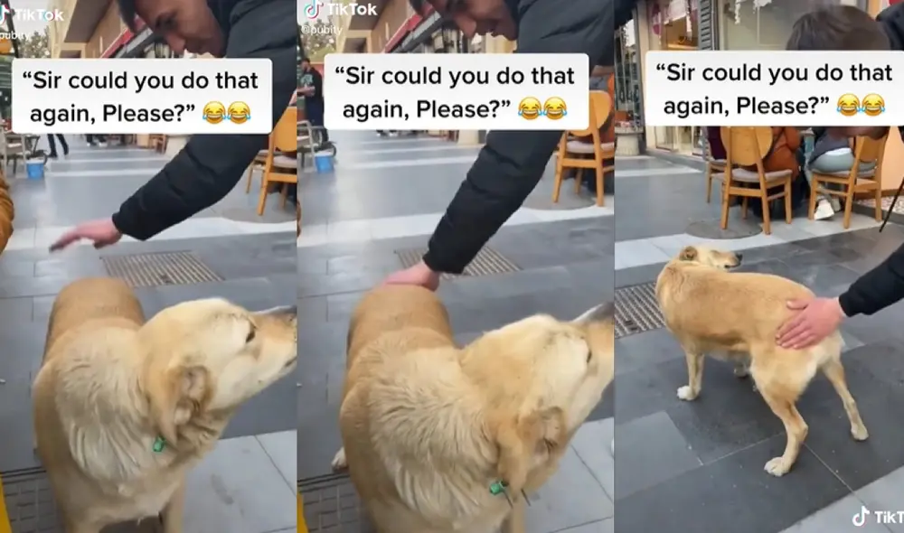 El tierno perrito encantó a cientos de usuarios por permitir que le dieran palmadas como muestra de afecto. Foto: captura de TikTok