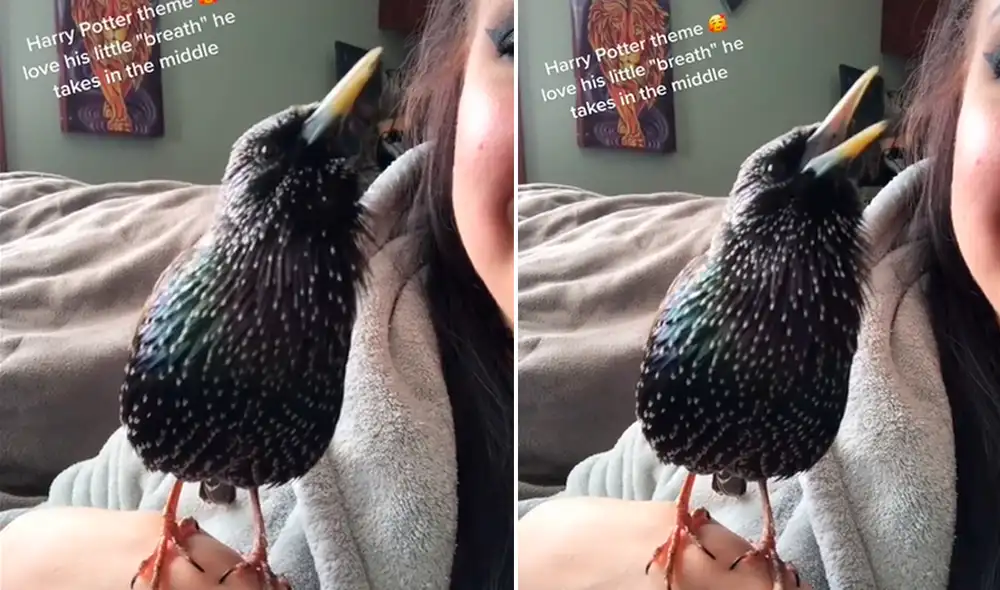 La escena obtuvo 5,1 millones de ‘me gusta’ en la red social. Foto: TikTok La escena obtuvo 5,1 millones de ‘me gusta’ en la red social. Foto: TikTok