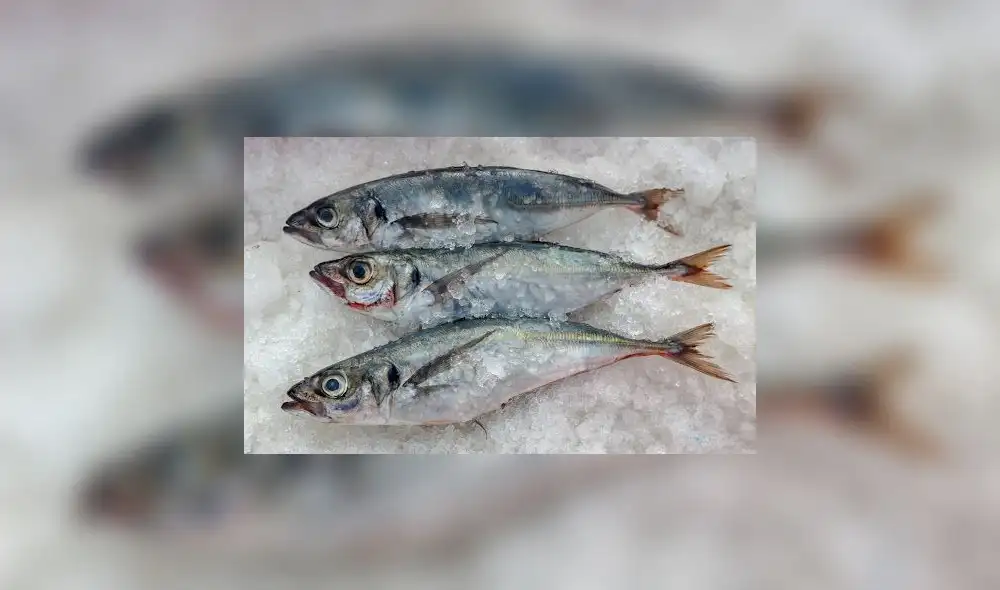 El precio del pescado se ha disparado en todo el mundo. Foto: Bussines empresarial. El precio del pescado se ha disparado en todo el mundo. Foto: Bussines empresarial.