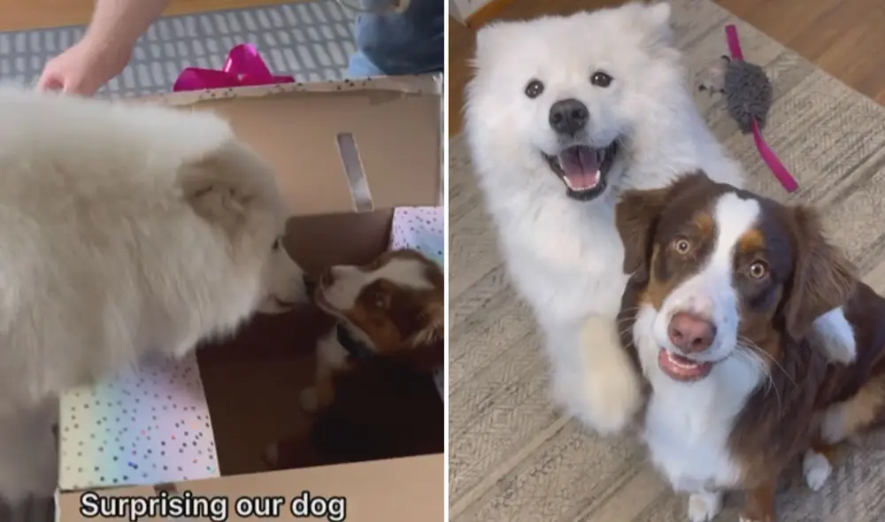 Miles de usuarios quedaron conmovidos al conocer esta tierna historia. Foto: captura de TikTok