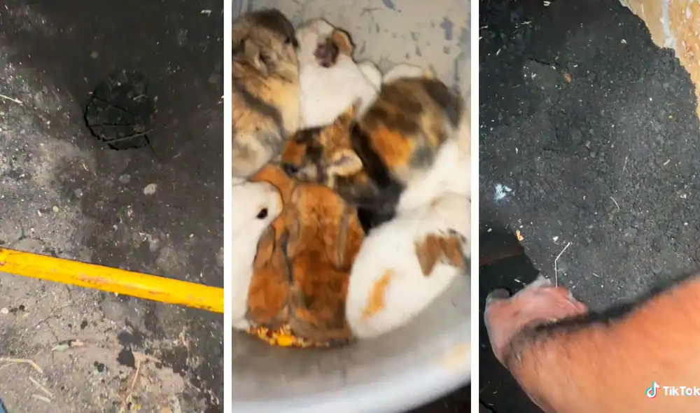 La grabación consiguió más de 2 millones de reproducciones en la red social. Foto: TikTok