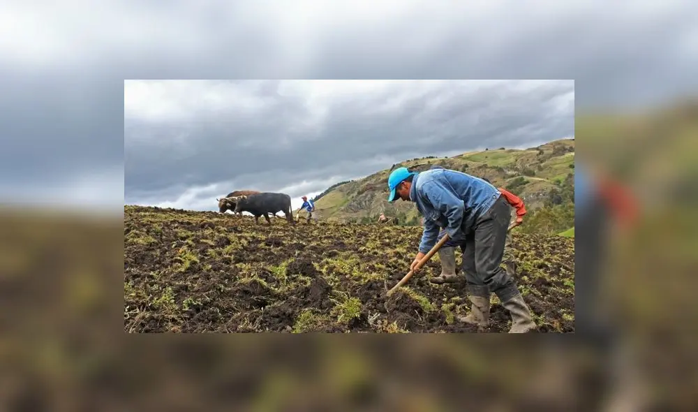 El Midagri expresó que los rendimientos obtenidos con los fertilizantes orgánicos han sido buenos. Foto: Midagri El Midagri expresó que los rendimientos obtenidos con los fertilizantes orgánicos han sido buenos. Foto: Midagri