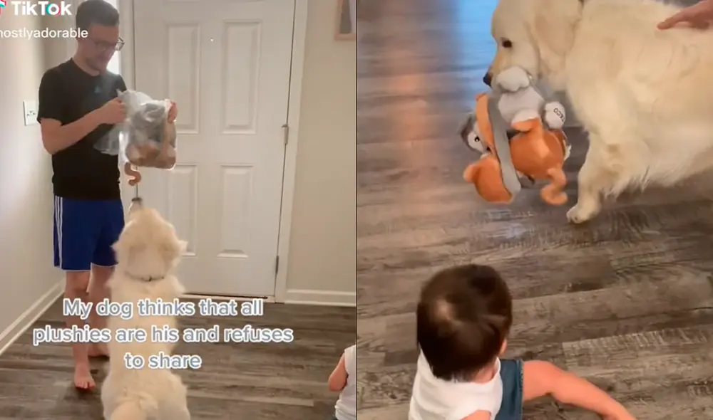 El perrito Taco no quiso compartir los muñecos que su dueño había comprado. Foto: captura de TikTok