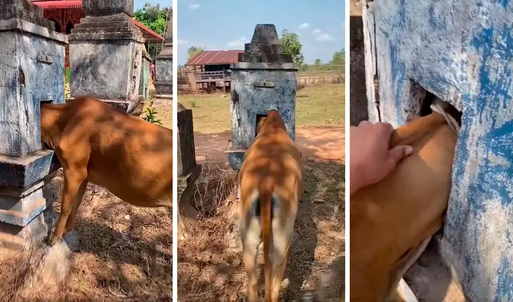 Un grupo de amigos se unió y armó un rápido plan para rescatar a un indefenso animal sin hacerle daño. Foto: captura de YouTube