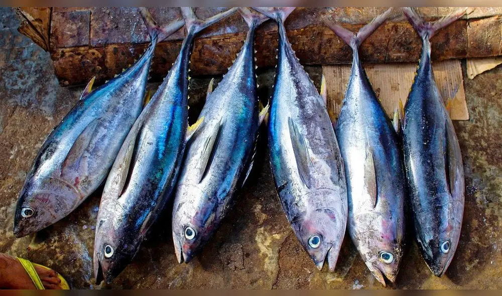 El bonito es el mejor pescado para preparar un buen escabeche de pescado. Foto: difusión