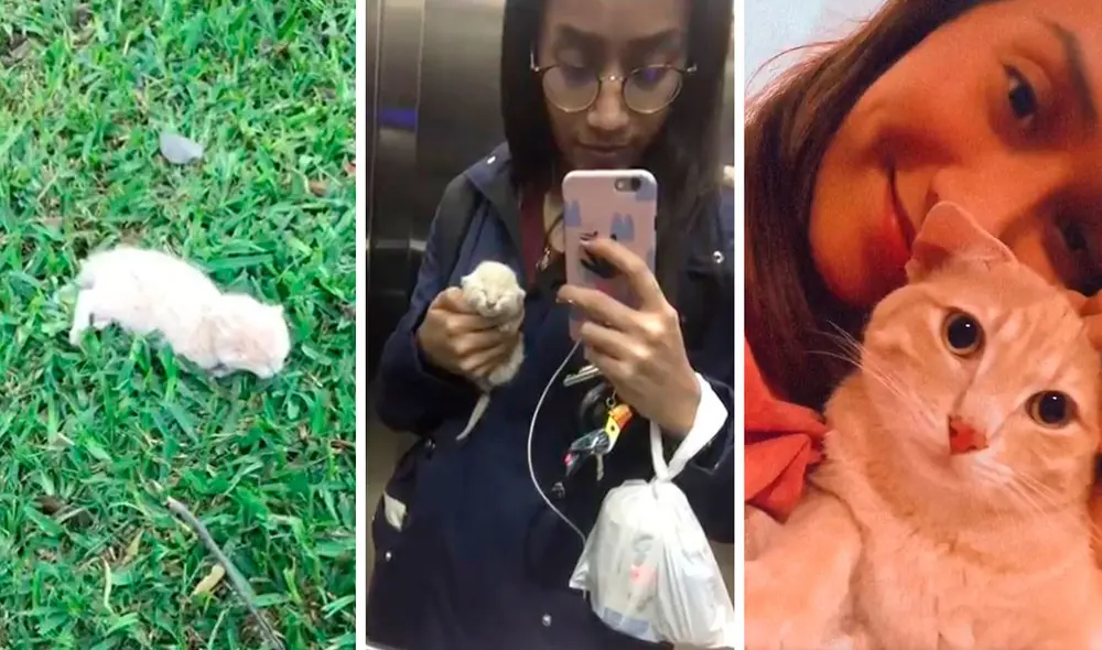 Desde el primer momento, la joven se encargó de cuidar al pequeño felino y nunca se separó de su lado hasta conseguir su recuperación. Foto: captura de YouTube