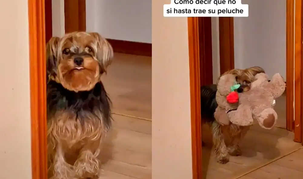 El perrito llevó su peluche para convencer a su ama y esta le de permiso de subirse a su cama. Foto: captura de TikTok