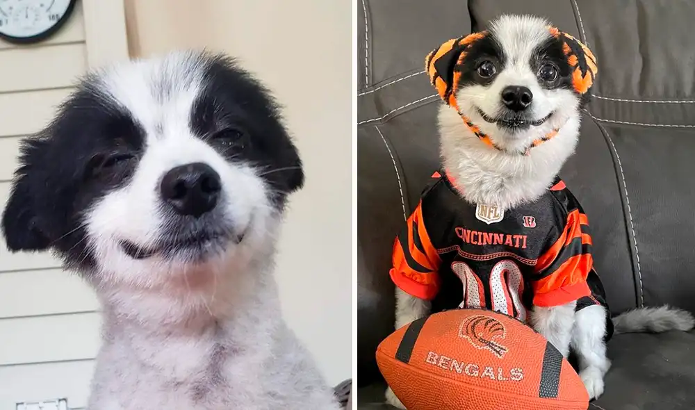 El can derrocha ternura y más de un usuario ha quedado maravillado por su gran sonrisa. Foto: captura de Facebook El can derrocha ternura y más de un usuario ha quedado maravillado por su gran sonrisa. Foto: captura de Facebook