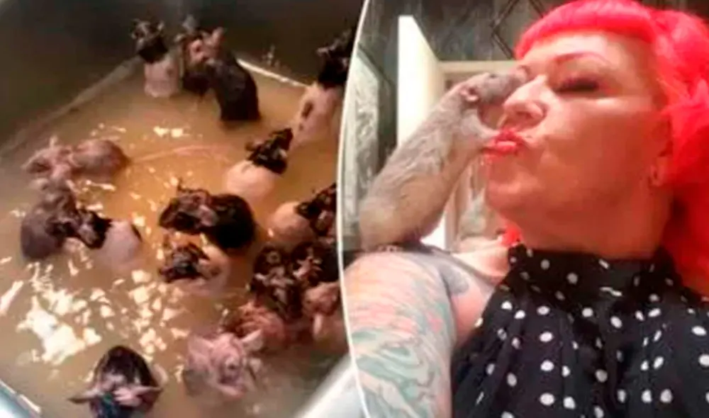 Michele tiene en total 50 roedores: 25 machos y 25 hembras. Foto: captura de TikTok Michele tiene en total 50 roedores: 25 machos y 25 hembras. Foto: captura de TikTok