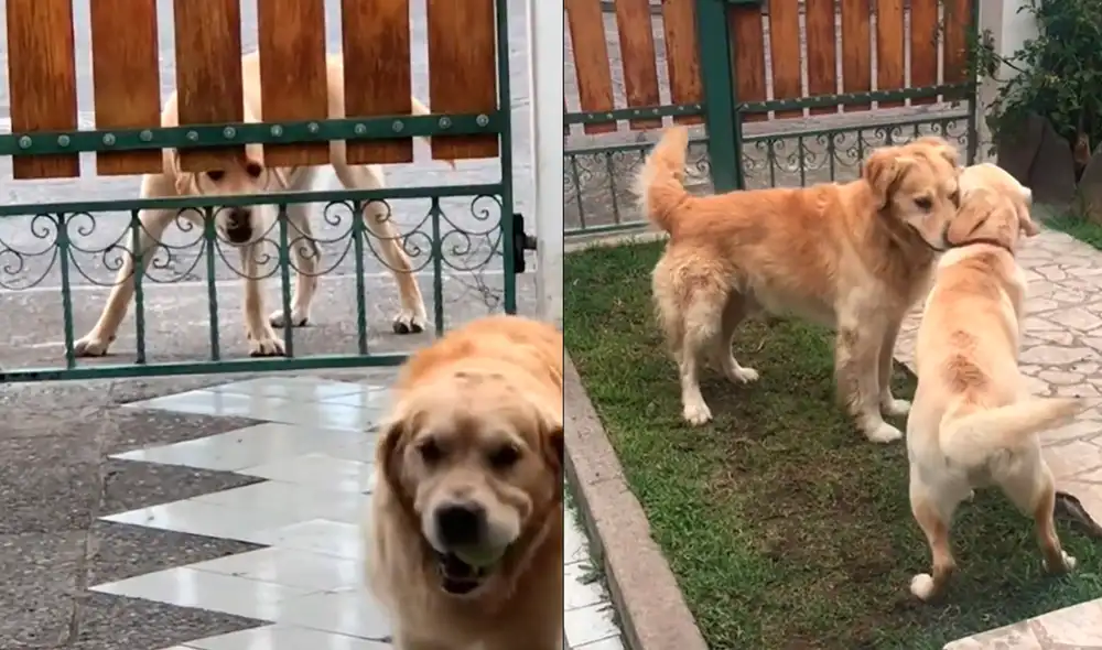Simba tiene la costumbre de jugar con su vecino perruno cuando le dan permiso. Foto: captura de TikTok