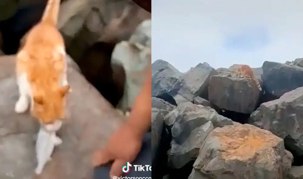 El gatito visita la playa Marcayo en el Callao para pedir a los trabajadores que lo alimenten. Foto: captura de TikTok El gatito visita la playa Marcayo en el Callao para pedir a los trabajadores que lo alimenten. Foto: captura de TikTok
