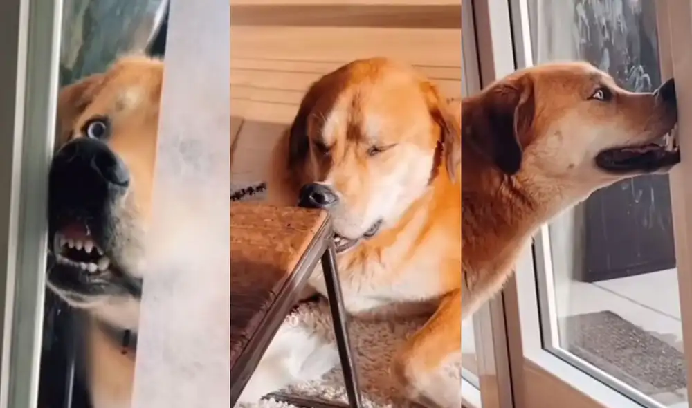 La primera vez que vio a Leo fue en una granja. Foto: TikTok.