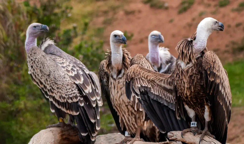 Soñar con estas aves carroñeras tiene distintos significados, algunos positivos y otros negativos. Foto: mundoanimal