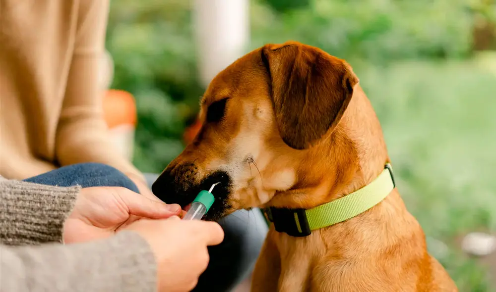 La popularidad de estas pruebas, que surgieron hace unos 15 años, se ha disparado recientemente en Estados Unidos. Foto: AFP