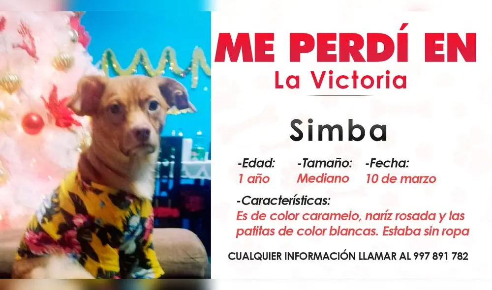 Si tienes alguna información que ayude a Simba a regresar con su familia, puedes comunicarte con Amanda al siguiente número de celular 997 891 782. Foto: Composición LR. Si tienes alguna información que ayude a Simba a regresar con su familia, puedes comunicarte con Amanda al siguiente número de celular 997 891 782. Foto: Composición LR.