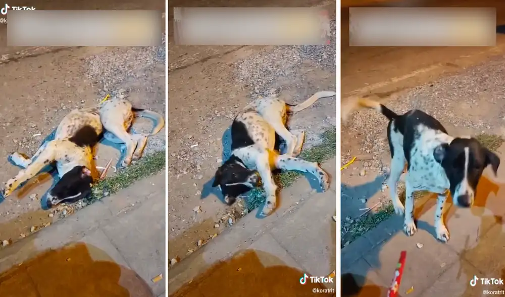 En el clip se apreció a un can de color blanco con negro durmiendo tranquilamente a un lado de la pista. Foto: captura de TikTok