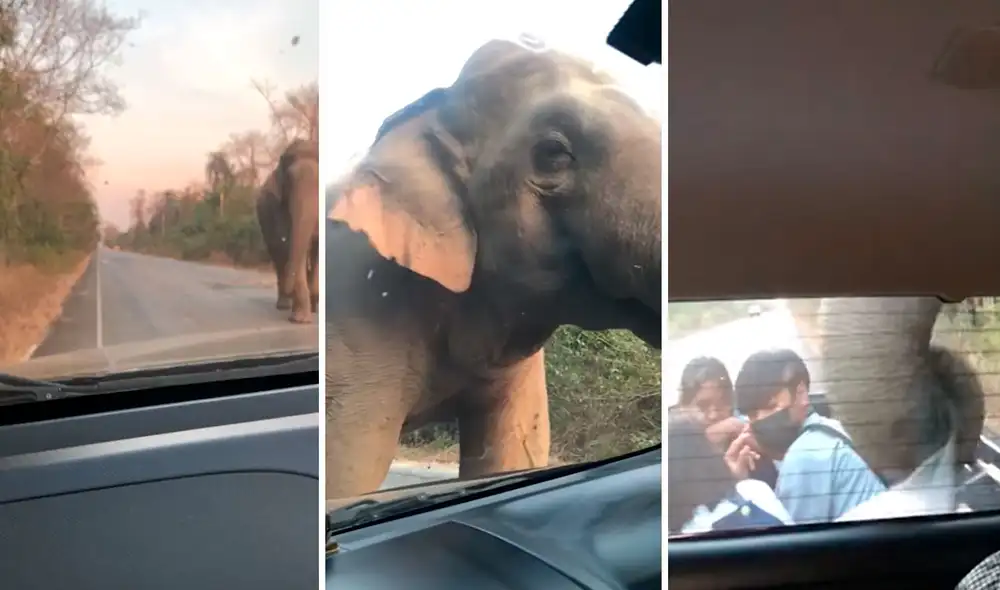 El animal dio varias vueltas alrededor del vehículo en busca de comida, mientras los pasajeros se mantuvieron quietos para no sufrir un incidente. Foto: captura de YouTube El animal dio varias vueltas alrededor del vehículo en busca de comida, mientras los pasajeros se mantuvieron quietos para no sufrir un incidente. Foto: captura de YouTube