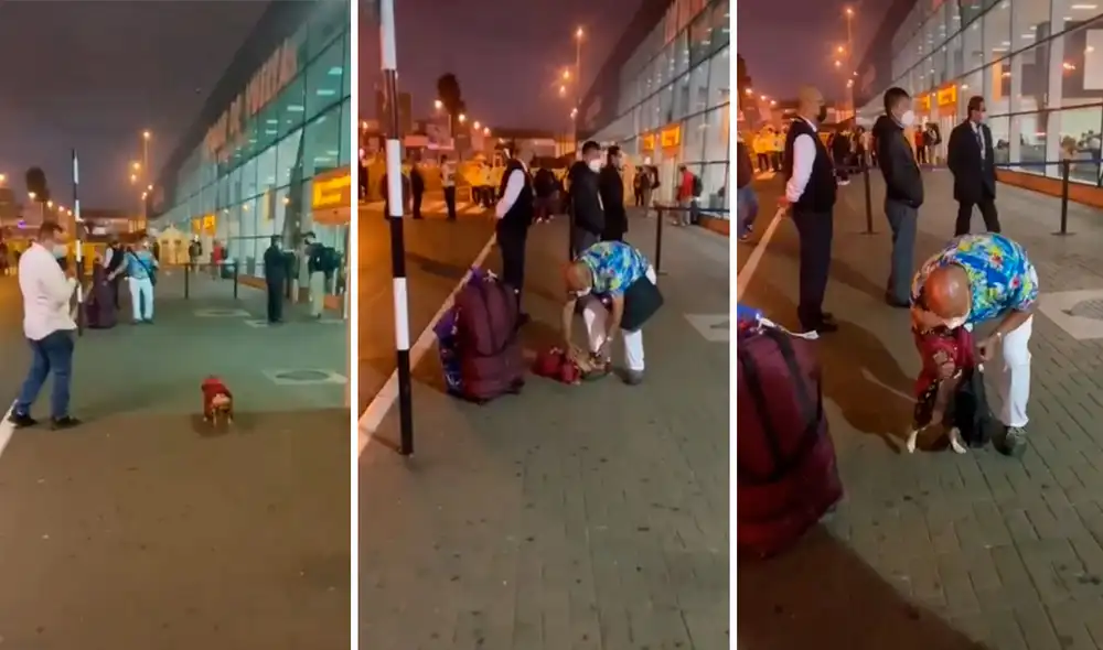 Un perro notó la presencia de su ‘mejor amigo’ y no dudó en correr a sus brazos para nunca más separarse de su lado. Foto: captura de TikTok Un perro notó la presencia de su ‘mejor amigo’ y no dudó en correr a sus brazos para nunca más separarse de su lado. Foto: captura de TikTok