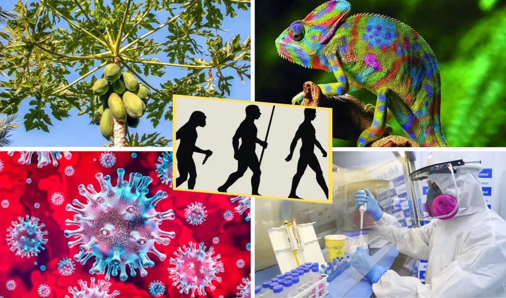 Descubre el rol de la biología, ciencia que estudia la vida y todos los seres que la integran y que es fundamental para la evolución humana. Foto: composición de Valentín Fuentes/ difusión/ captura de Heduardicidios
