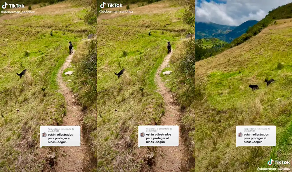 La mascota del niño no dejó que el otro can se acerque. Foto: captura de TikTok