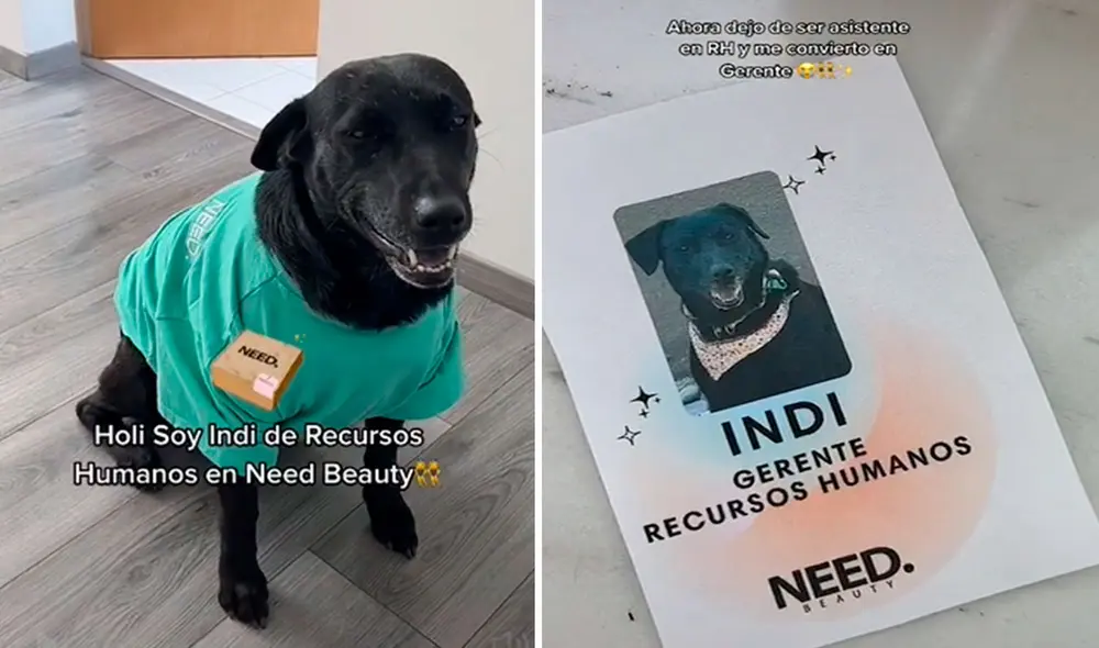 Luego de mostrar a su perrita en redes sociales, una joven tuvo una ingeniosa idea al integrarla a su equipo de trabajo. Foto: captura de YouTube Luego de mostrar a su perrita en redes sociales, una joven tuvo una ingeniosa idea al integrarla a su equipo de trabajo. Foto: captura de YouTube