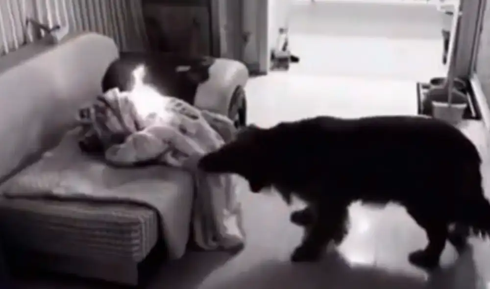 El perrito está jalando la manta que estaba encima del sofá. Foto: captura de TikTok