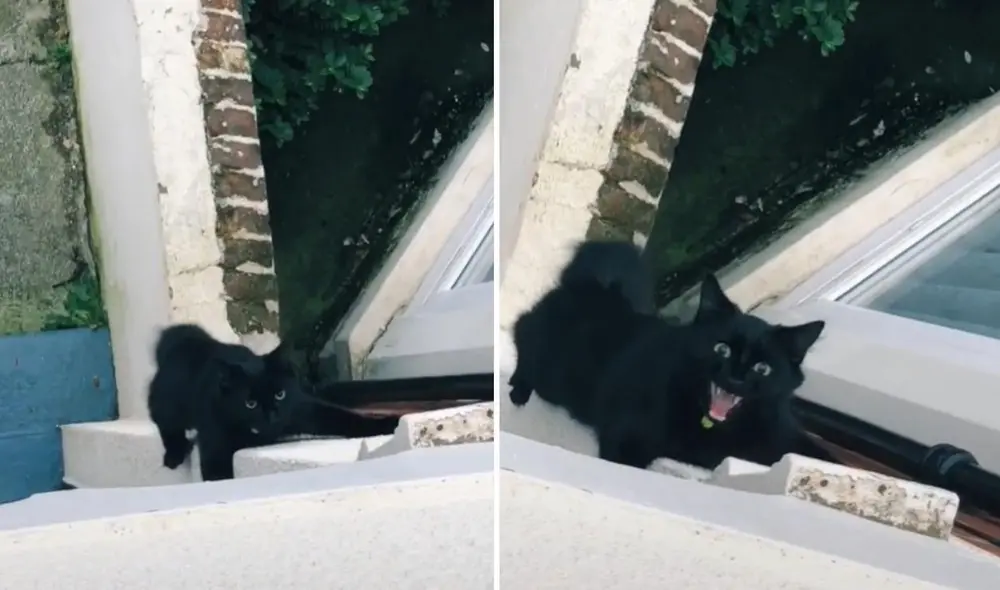 La viral escena compartida por @imluce_xo logró obtener más de 22.5 millones de reproducciones, 5.8 millones de 'me gusta' y miles comentarios. Foto: captura de TikTok