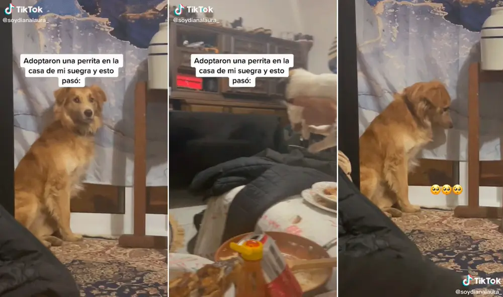 Las imágenes del perrito triste llamaron la atención de miles en las redes sociales. Foto: captura de TikTok