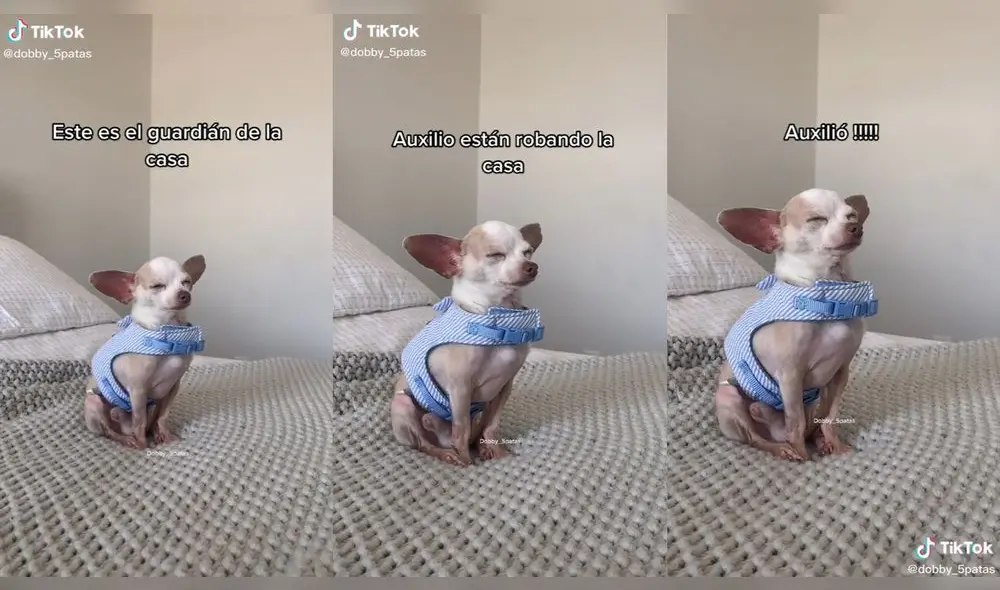 El cachorrito simula que se quedaba dormido en la cama de su dueño. Foto: captura de TikTok