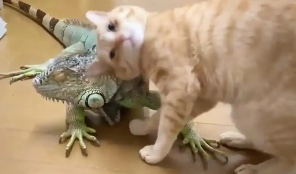 La viral escena compartida por @yo_hoho obtuvo miles de reproducciones y reacciones. Foto: captura de Facebook